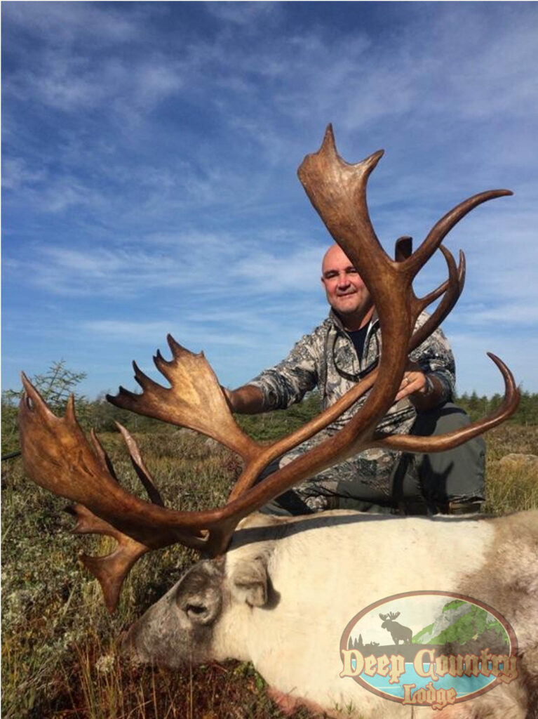 Woodland Caribou, Newfoundland Canada, Deep Country Lodge