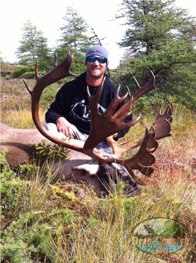 Woodland Caribou, Newfoundland Canada, Deep Country Lodge