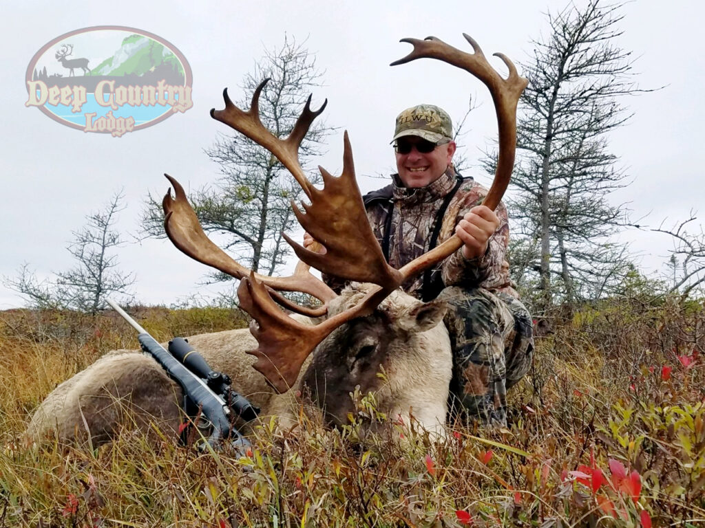 Woodland Caribou, Newfoundland Canada, Deep Country Lodge
