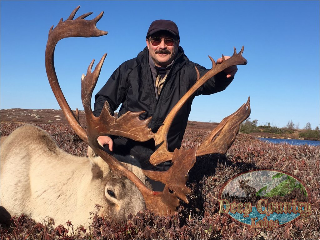 Woodland Caribou, Newfoundland Canada, Deep Country Lodge