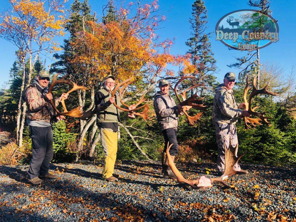 Woodland Caribou, Newfoundland Canada, Deep Country Lodge