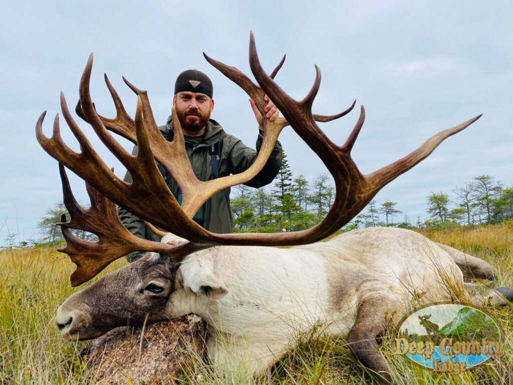 Woodland Caribou, Newfoundland Canada, Deep Country Lodge