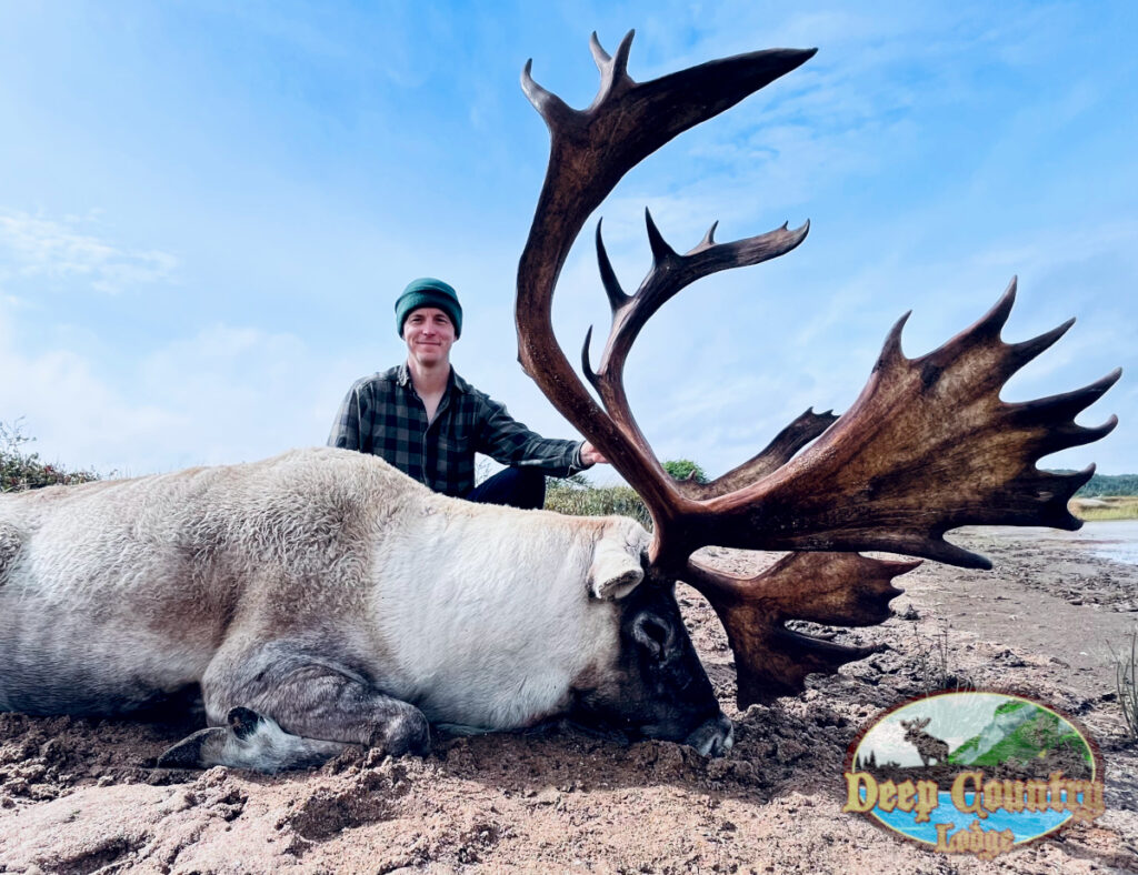Woodland Caribou, Newfoundland Canada, Deep Country Lodge