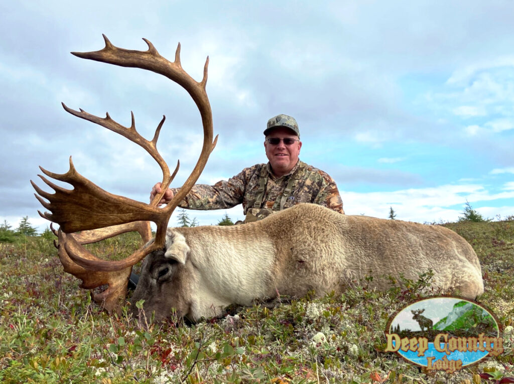 Woodland Caribou, Newfoundland Canada, Deep Country Lodge