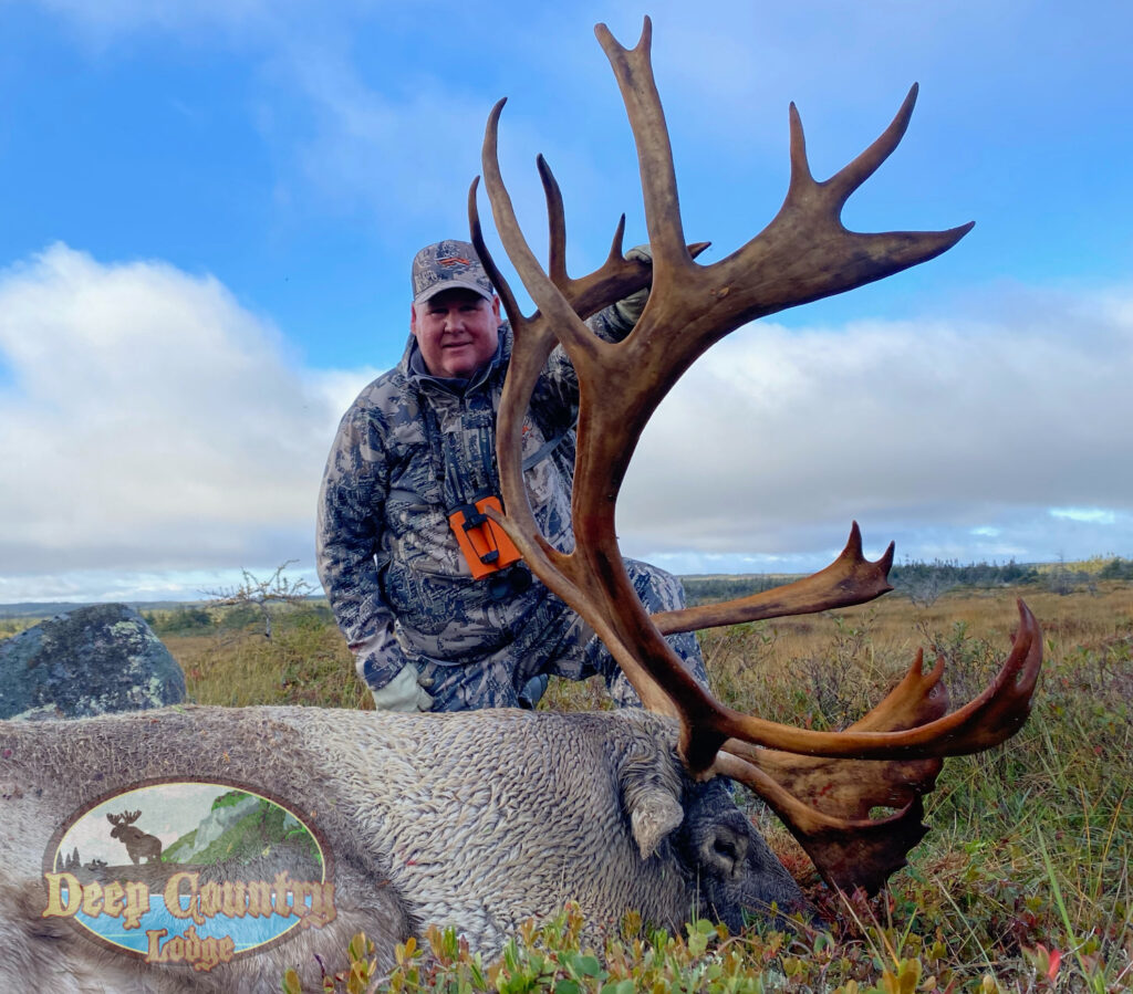Woodland Caribou, Newfoundland Canada, Deep Country Lodge