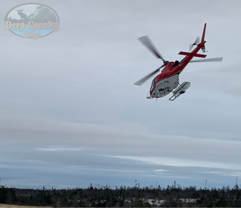 Woodland Caribou, Newfoundland Canada, Deep Country Lodge