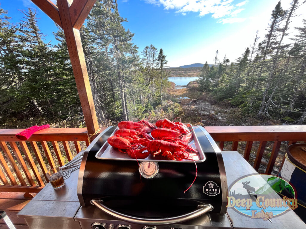 Woodland Caribou, Newfoundland Canada, Deep Country Lodge