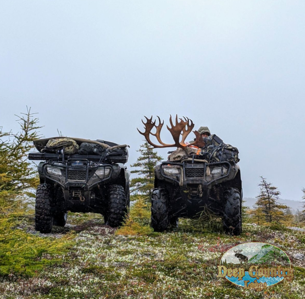 Woodland Caribou, Newfoundland Canada, Deep Country Lodge