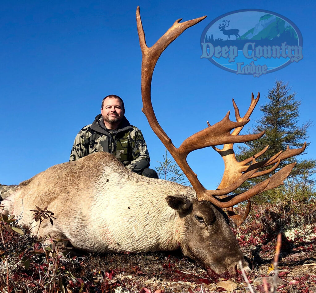 Woodland Caribou, Newfoundland Canada, Deep Country Lodge