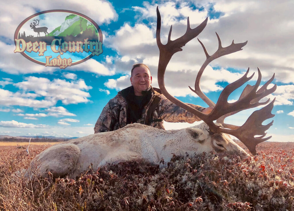 Woodland Caribou, Newfoundland Canada, Deep Country Lodge