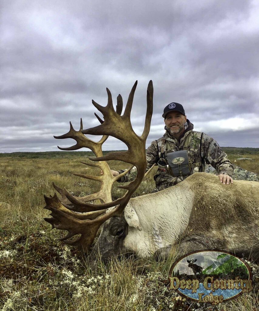 Woodland Caribou, Newfoundland Canada, Deep Country Lodge