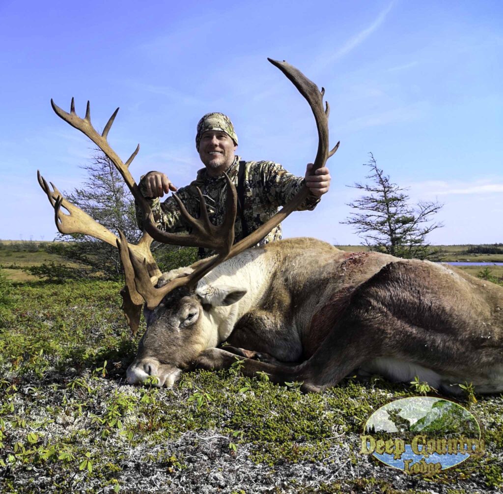 Woodland Caribou, Newfoundland Canada, Deep Country Lodge