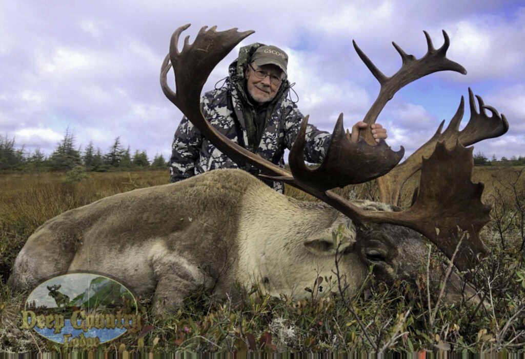 Woodland Caribou, Newfoundland Canada, Deep Country Lodge