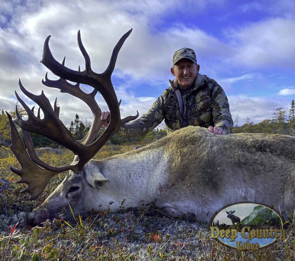 Woodland Caribou, Newfoundland Canada, Deep Country Lodge