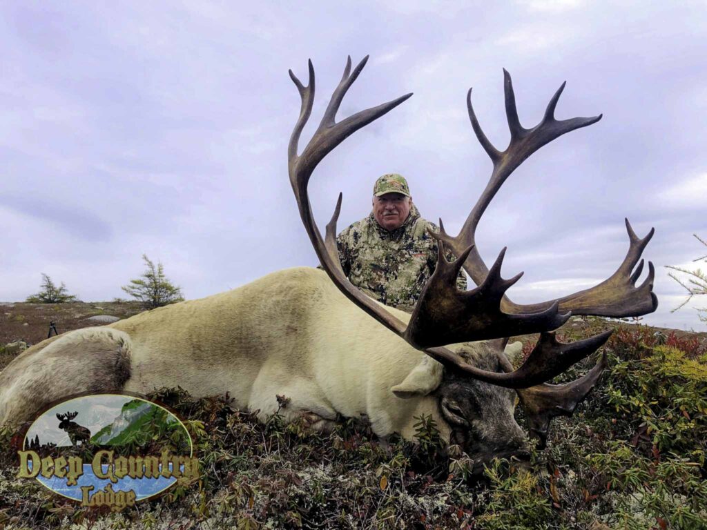 Woodland Caribou, Newfoundland Canada, Deep Country Lodge