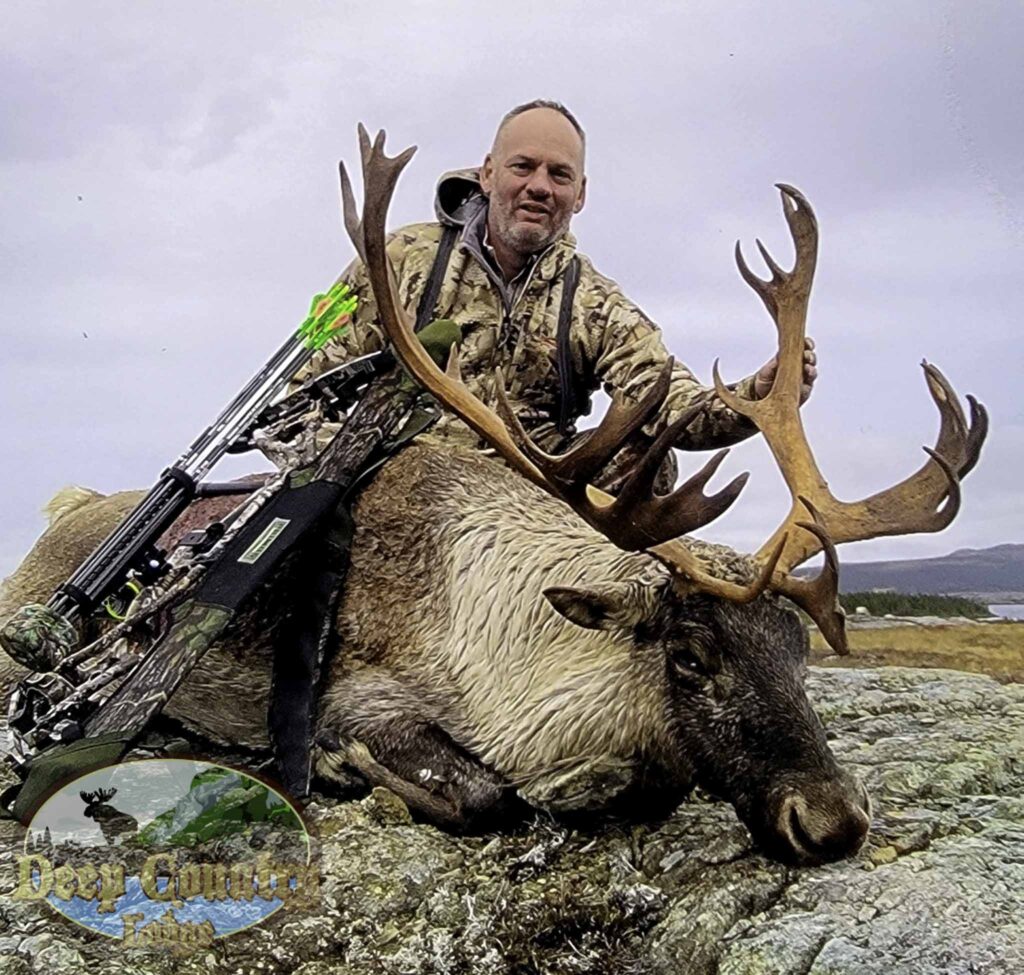 Woodland Caribou, Newfoundland Canada, Deep Country Lodge