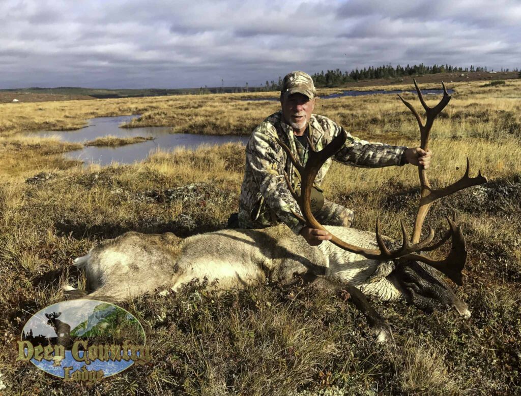 Woodland Caribou, Newfoundland Canada, Deep Country Lodge