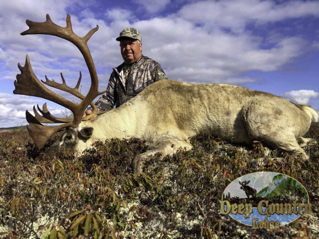 Woodland Caribou, Newfoundland Canada, Deep Country Lodge