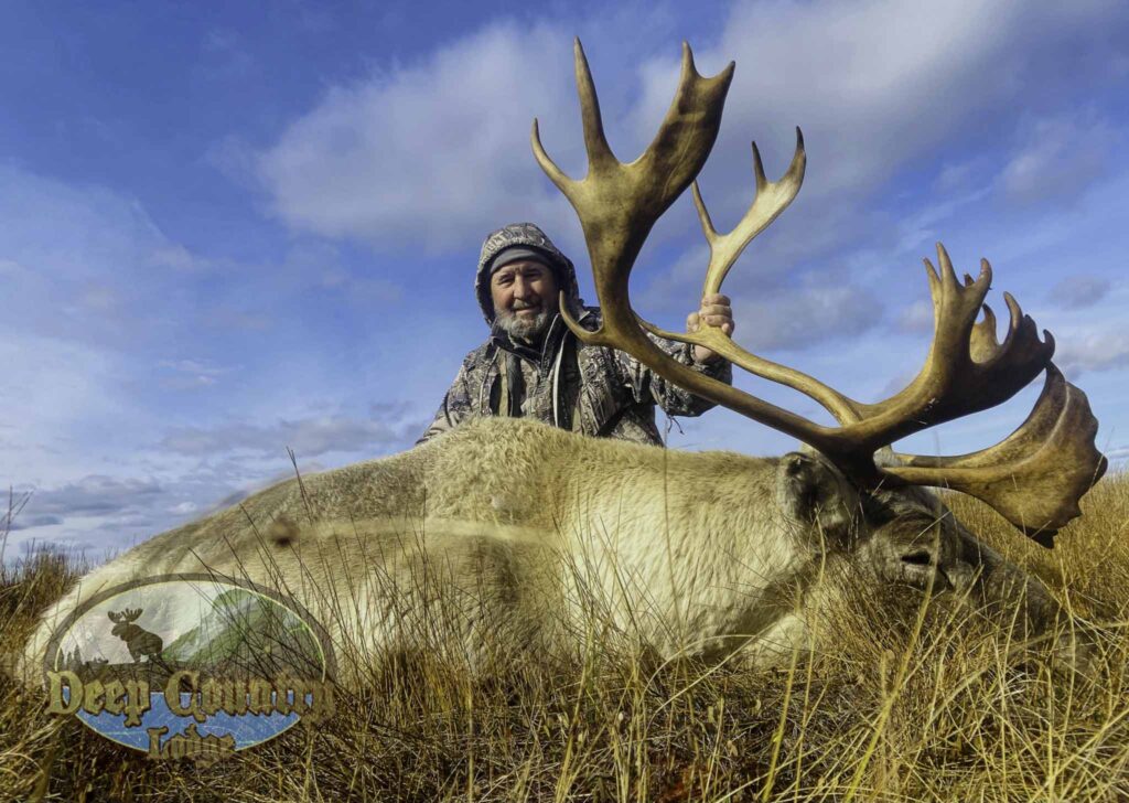 Woodland Caribou, Newfoundland Canada, Deep Country Lodge