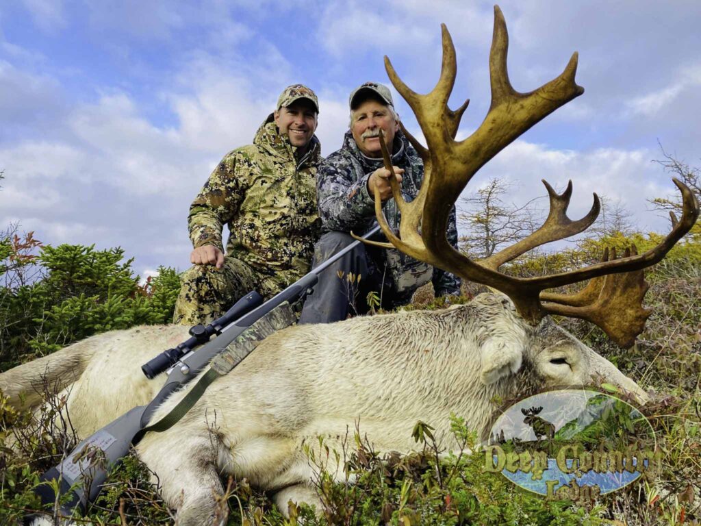 Woodland Caribou, Newfoundland Canada, Deep Country Lodge