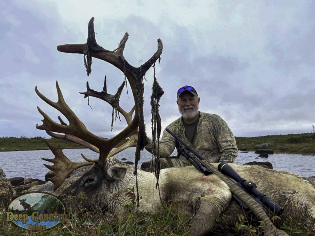 Woodland Caribou, Newfoundland Canada, Deep Country Lodge