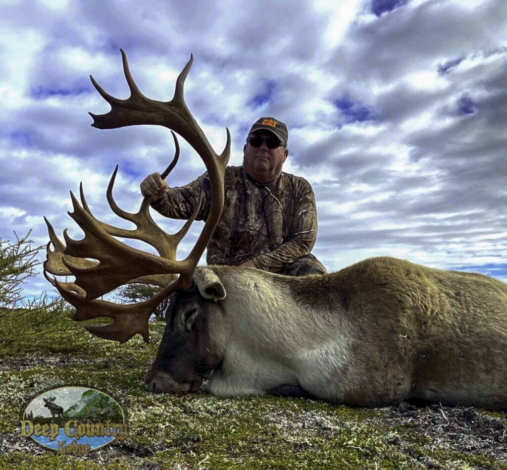 Woodland Caribou, Newfoundland Canada, Deep Country Lodge