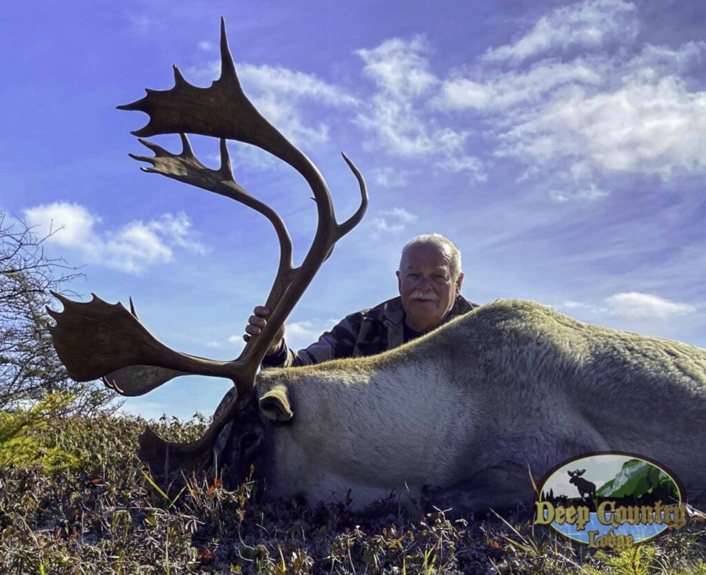 Woodland Caribou, Newfoundland Canada, Deep Country Lodge