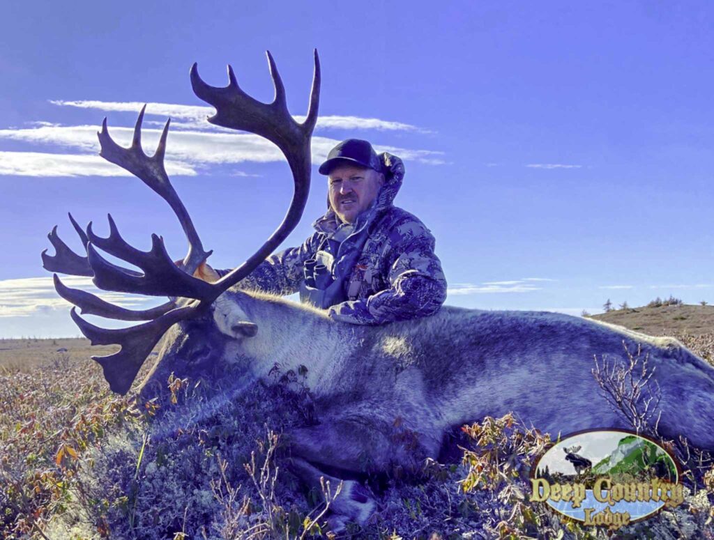 Woodland Caribou, Newfoundland Canada, Deep Country Lodge