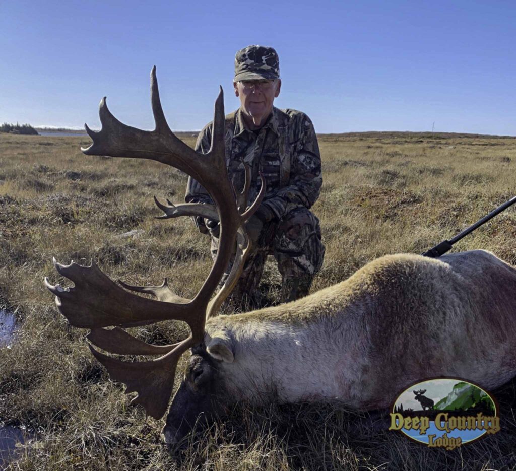 Woodland Caribou, Newfoundland Canada, Deep Country Lodge