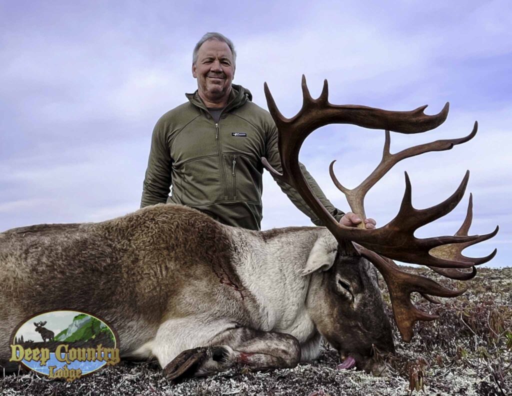 Woodland Caribou, Newfoundland Canada, Deep Country Lodge