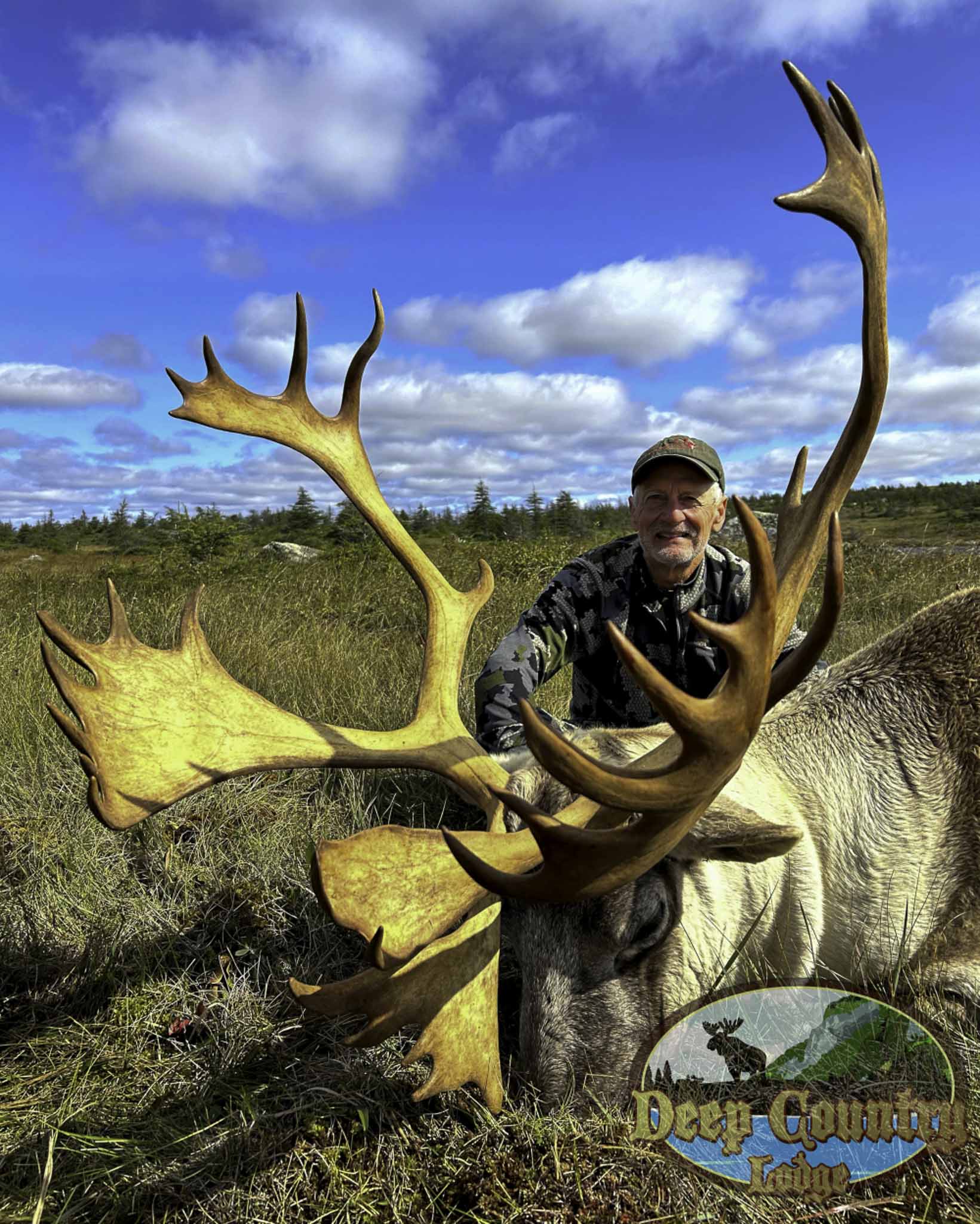 Woodland Caribou, Newfoundland Canada, Deep Country Lodge