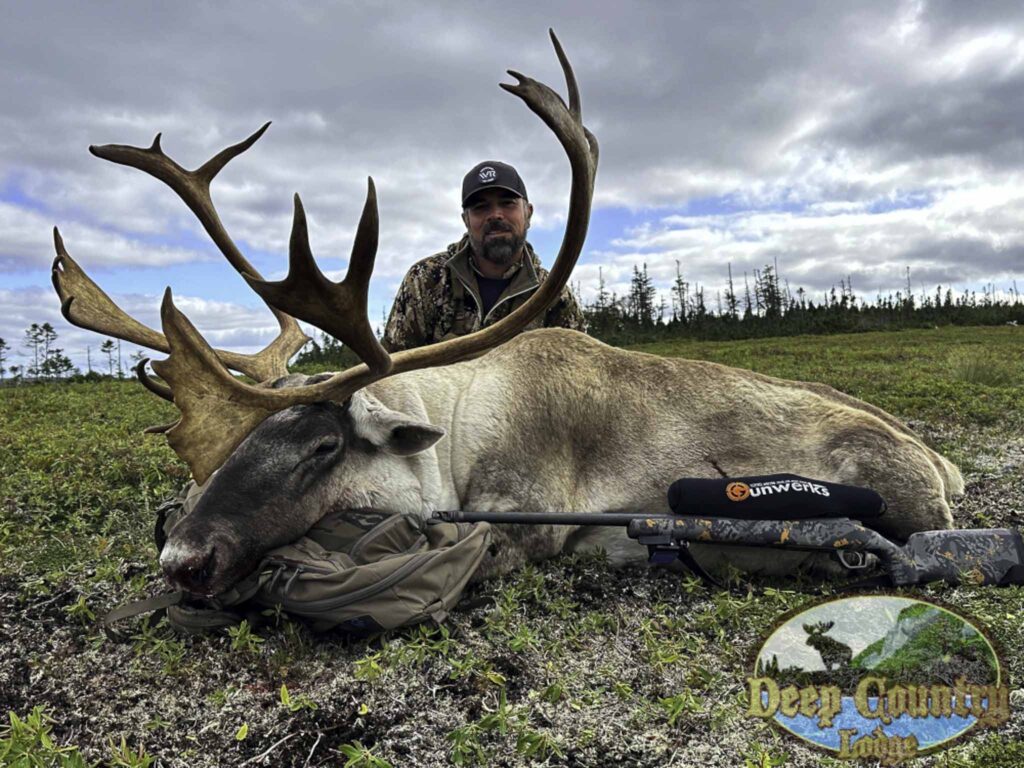 Woodland Caribou, Newfoundland Canada, Deep Country Lodge