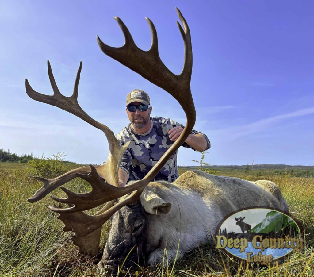 Woodland Caribou, Newfoundland Canada, Deep Country Lodge