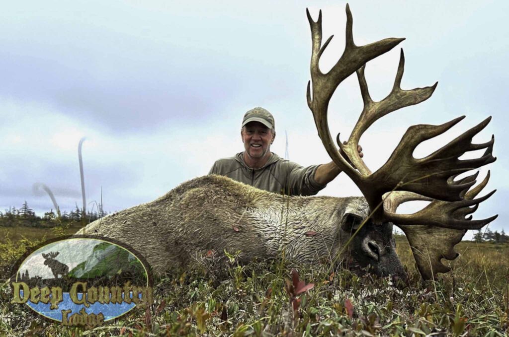 Woodland Caribou, Newfoundland Canada, Deep Country Lodge