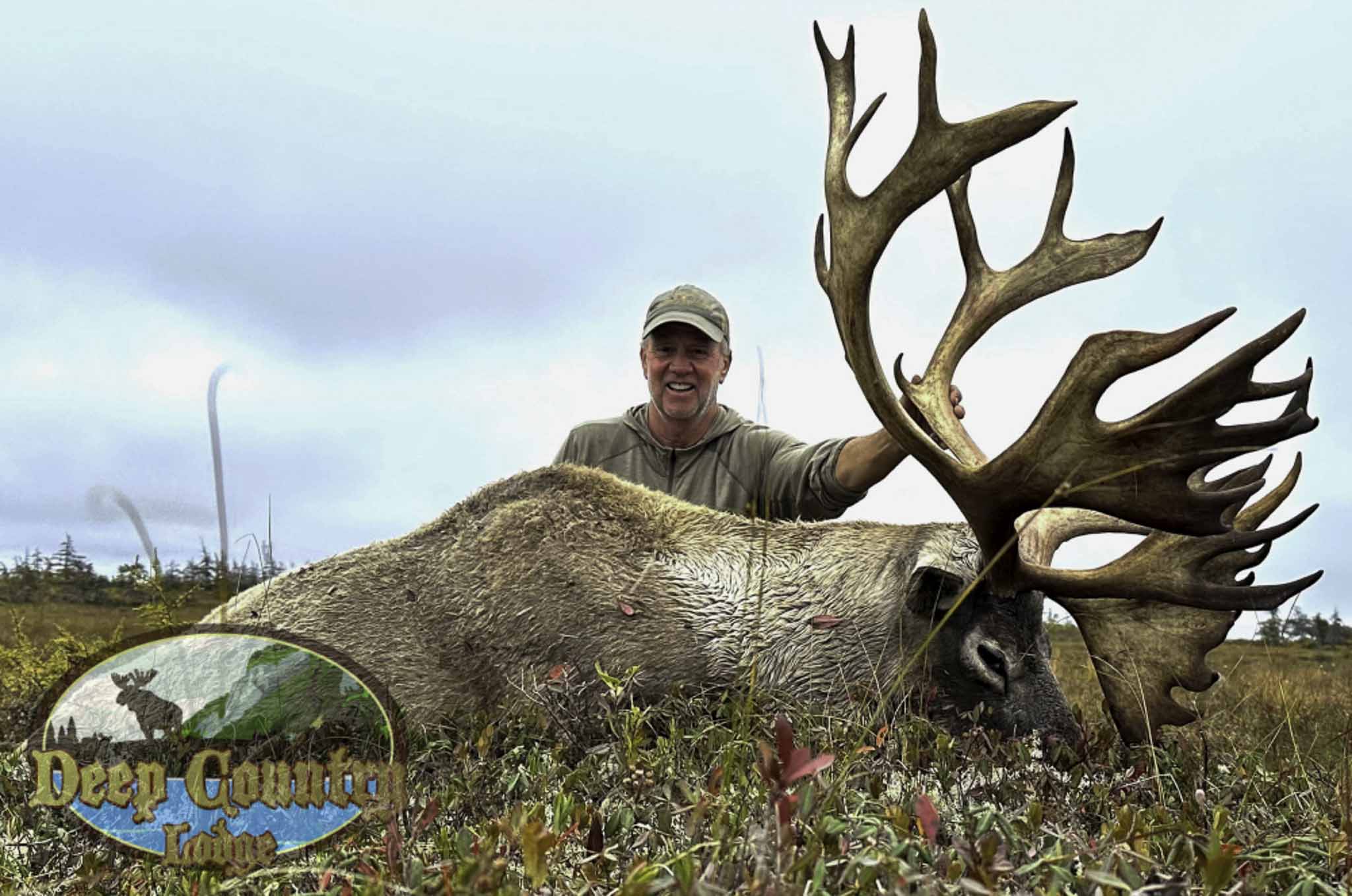 Woodland Caribou, Newfoundland Canada, Deep Country Lodge