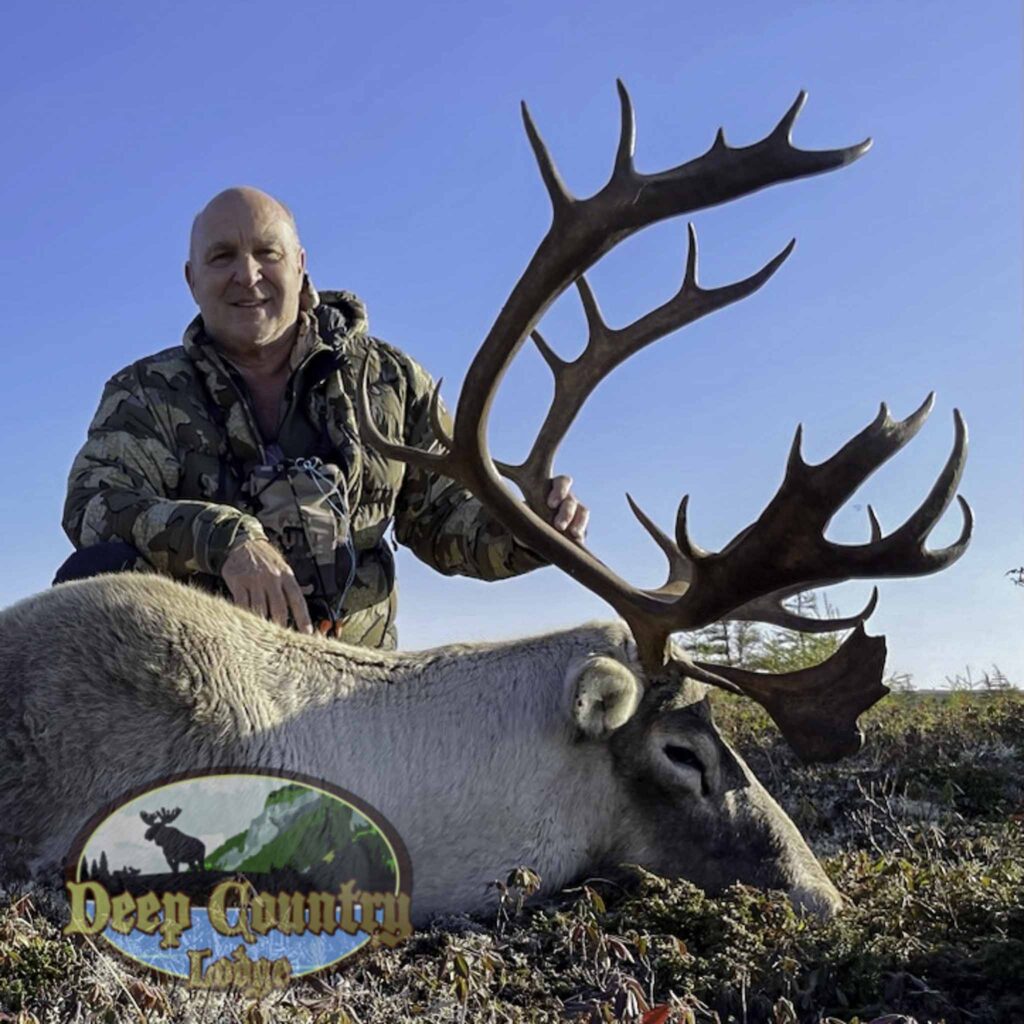 Woodland Caribou, Newfoundland Canada, Deep Country Lodge