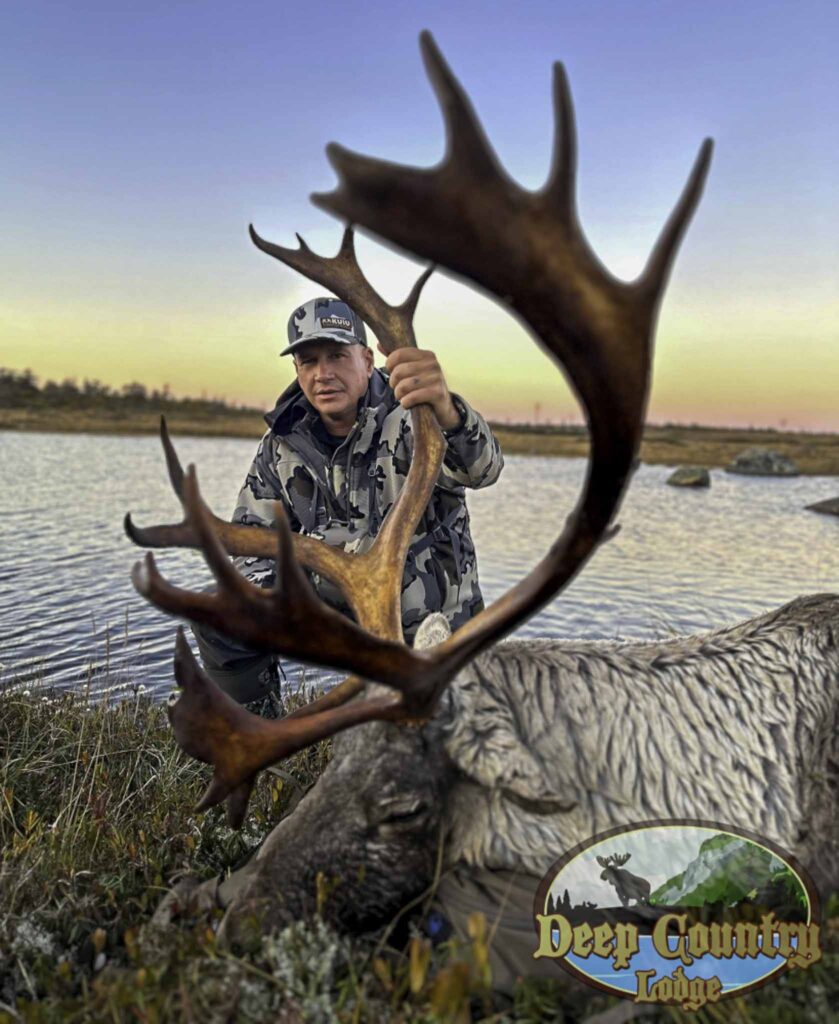 Woodland Caribou, Newfoundland Canada, Deep Country Lodge