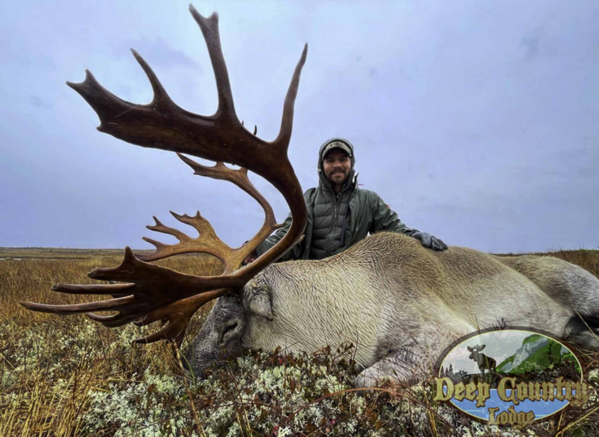 Woodland Caribou, Newfoundland Canada, Deep Country Lodge