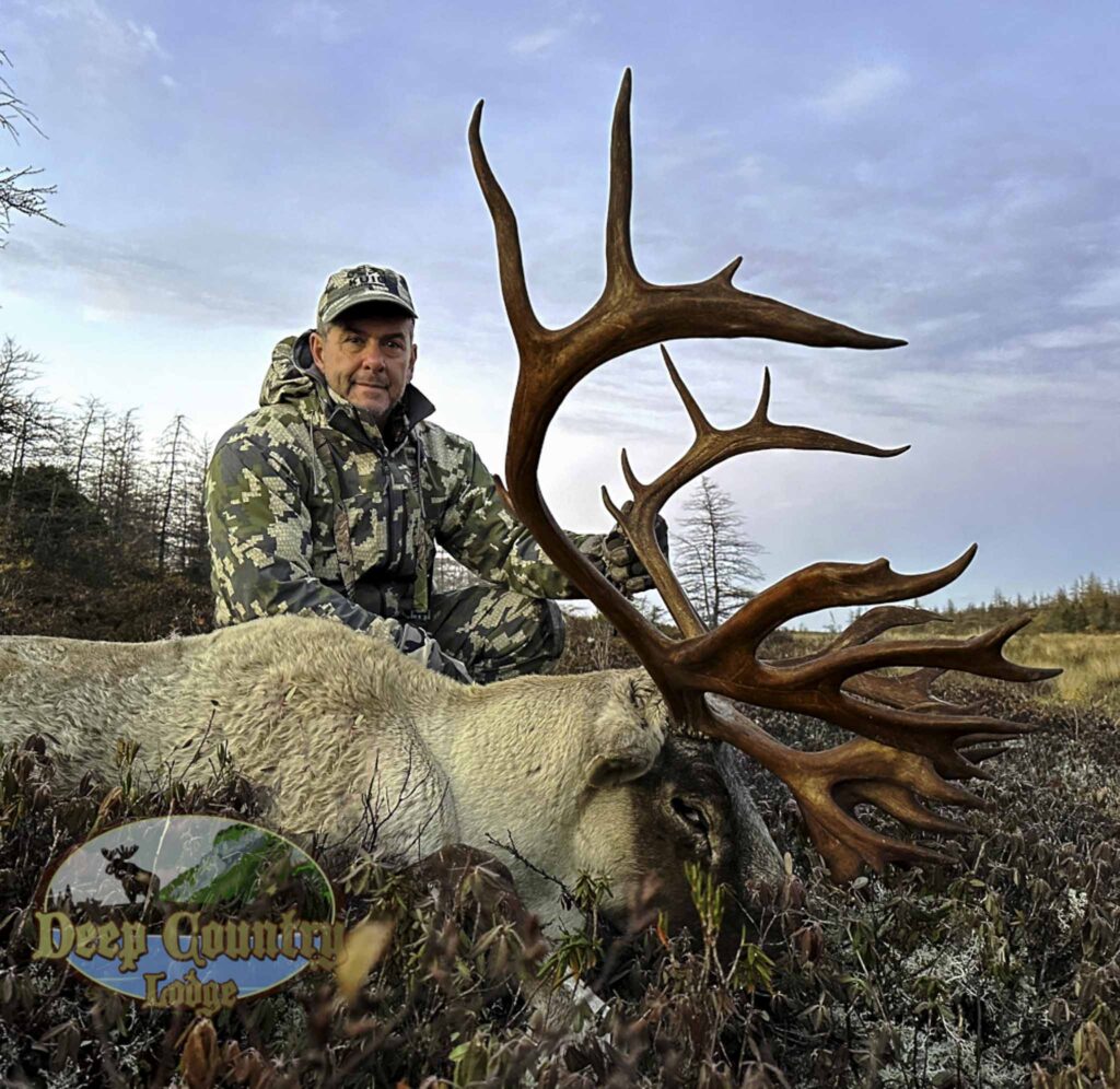 Woodland Caribou, Newfoundland Canada, Deep Country Lodge