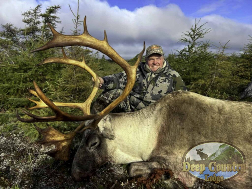 Woodland Caribou, Newfoundland Canada, Deep Country Lodge