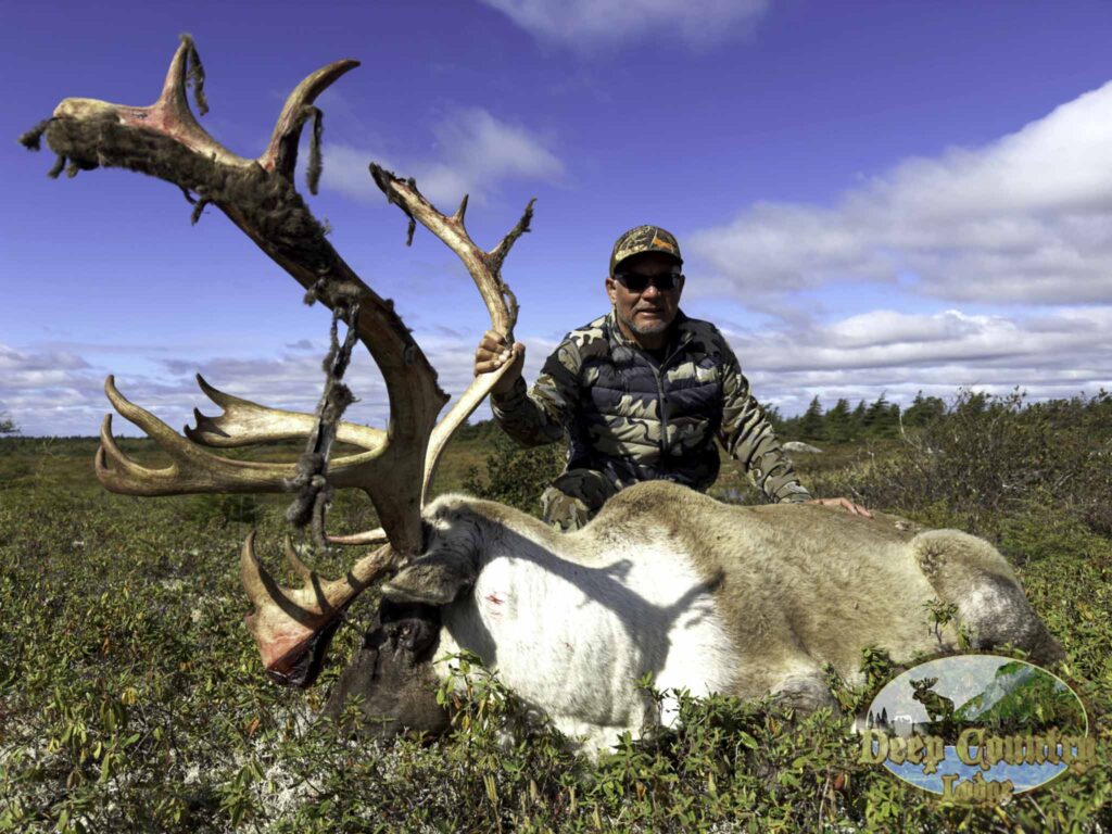 Woodland Caribou, Newfoundland Canada, Deep Country Lodge