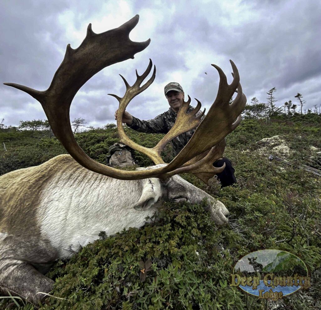 Woodland Caribou, Newfoundland Canada, Deep Country Lodge