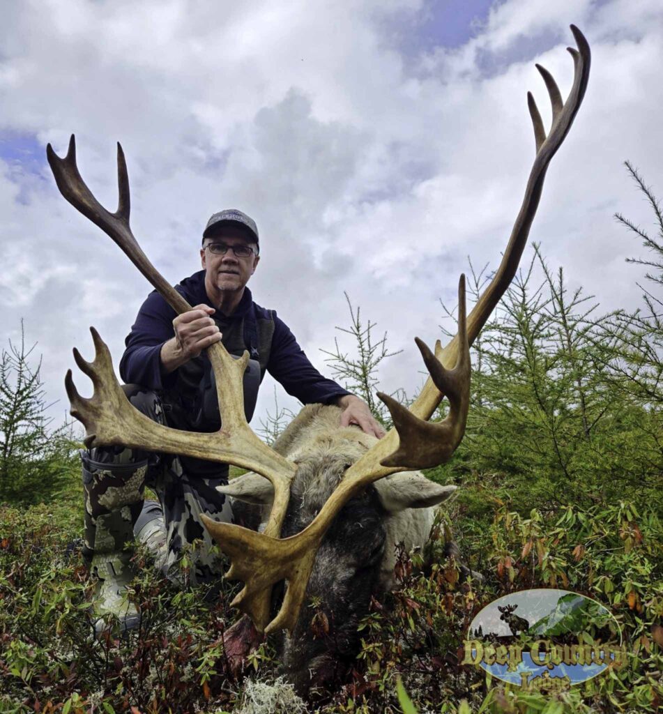 Woodland Caribou, Newfoundland Canada, Deep Country Lodge