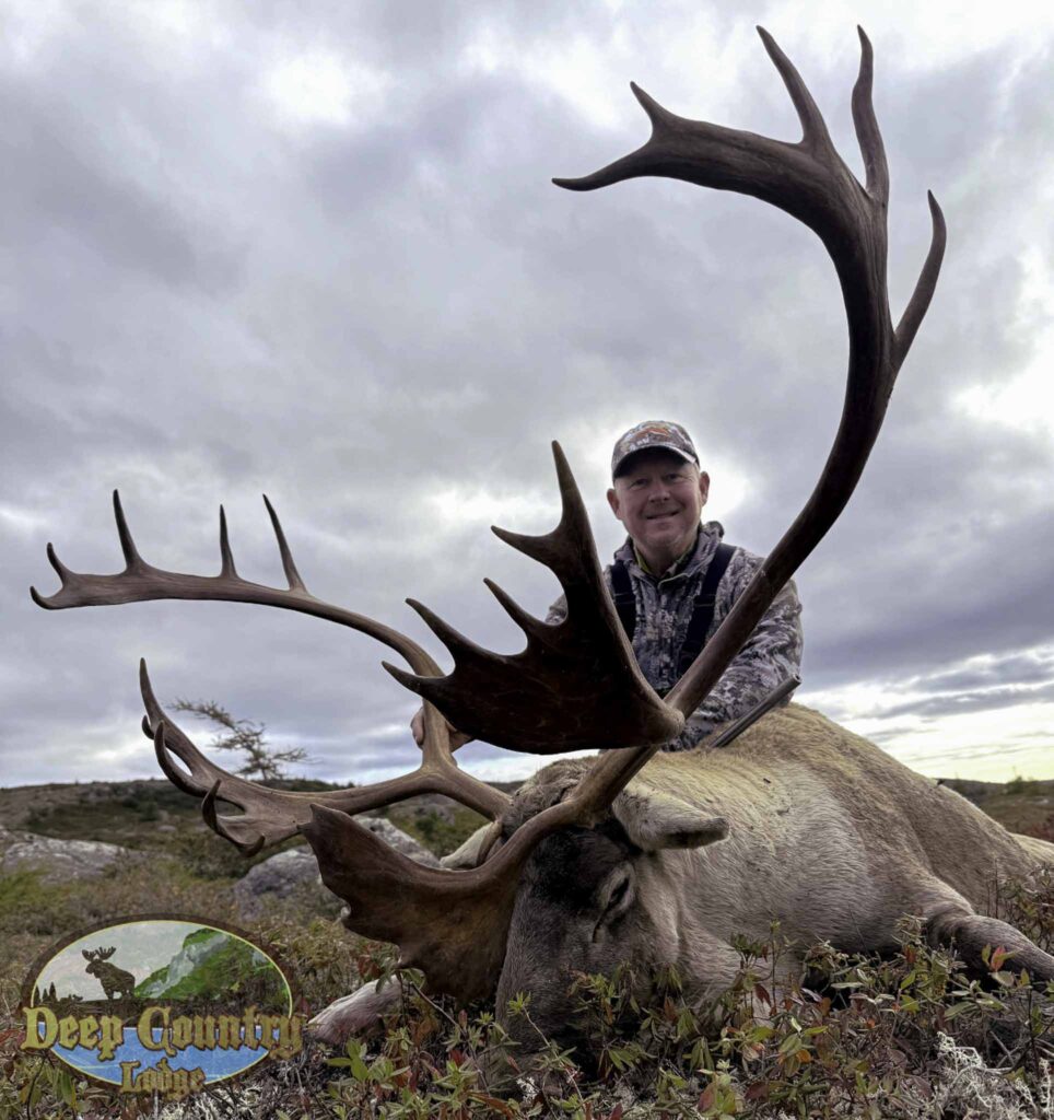 Woodland Caribou, Newfoundland Canada, Deep Country Lodge