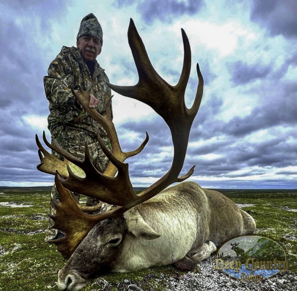 Woodland Caribou, Newfoundland Canada, Deep Country Lodge