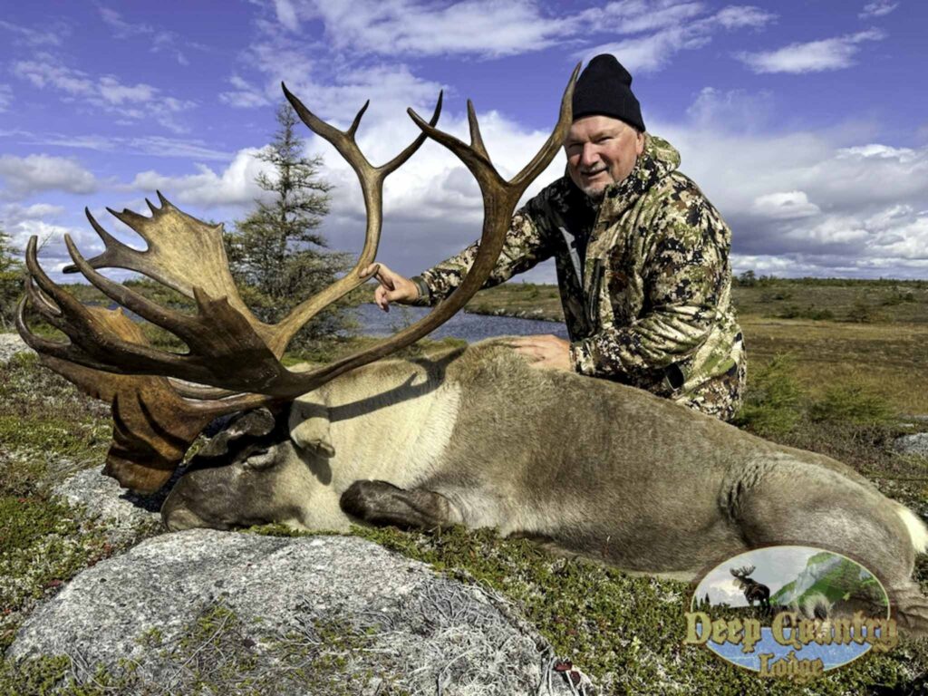 Woodland Caribou, Newfoundland Canada, Deep Country Lodge