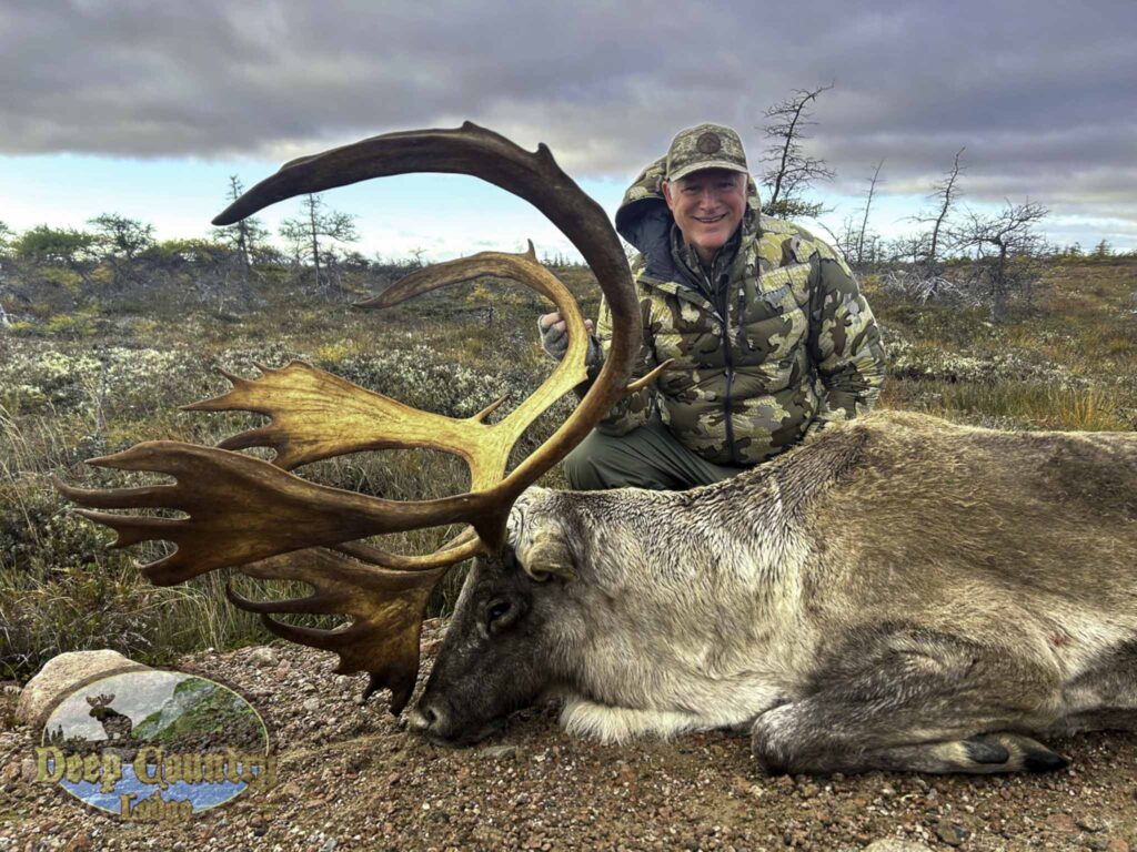 Woodland Caribou, Newfoundland Canada, Deep Country Lodge