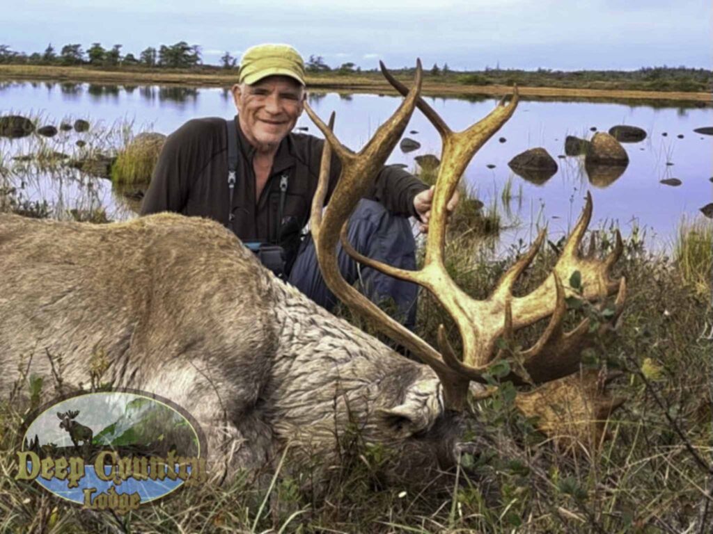Woodland Caribou, Newfoundland Canada, Deep Country Lodge