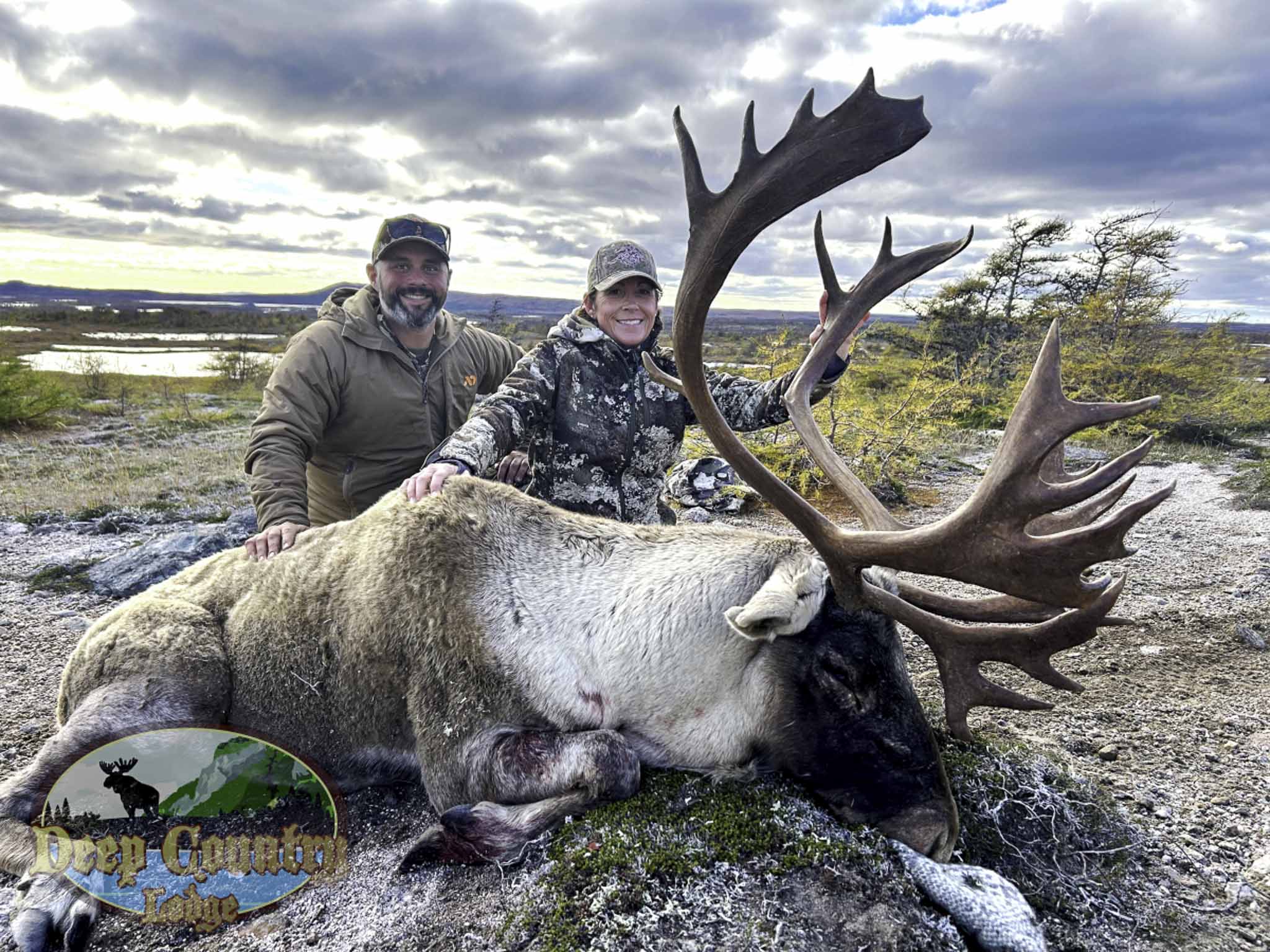 Woodland Caribou, Newfoundland Canada, Deep Country Lodge