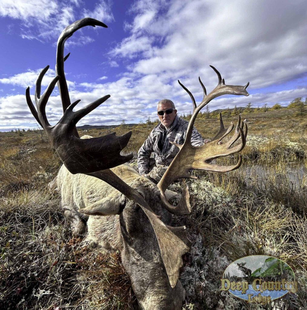 Woodland Caribou, Newfoundland Canada, Deep Country Lodge
